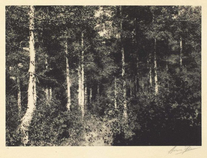 Aspen Grove - Fish Cañon