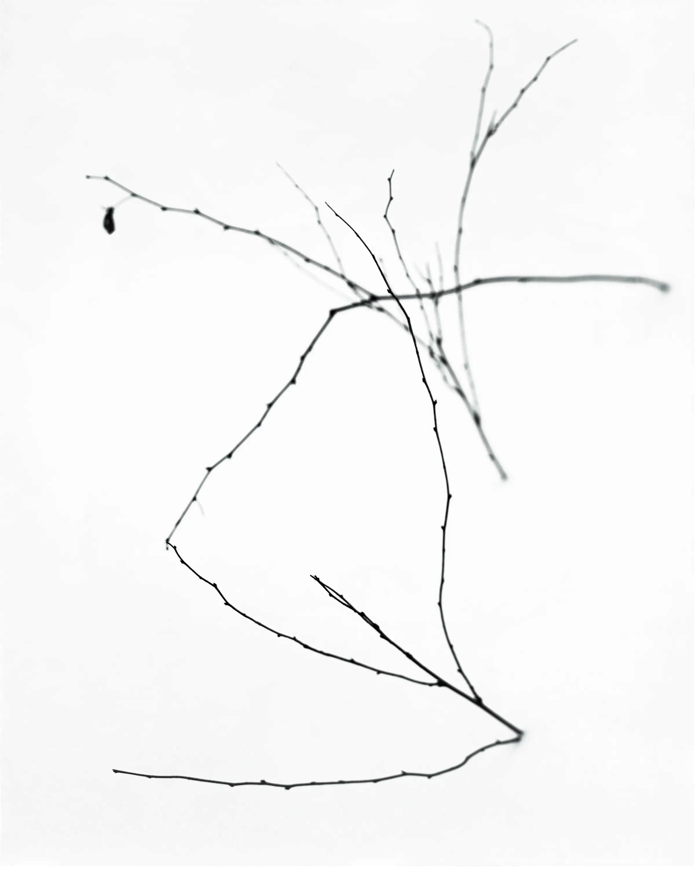 Abstract art of tree lines